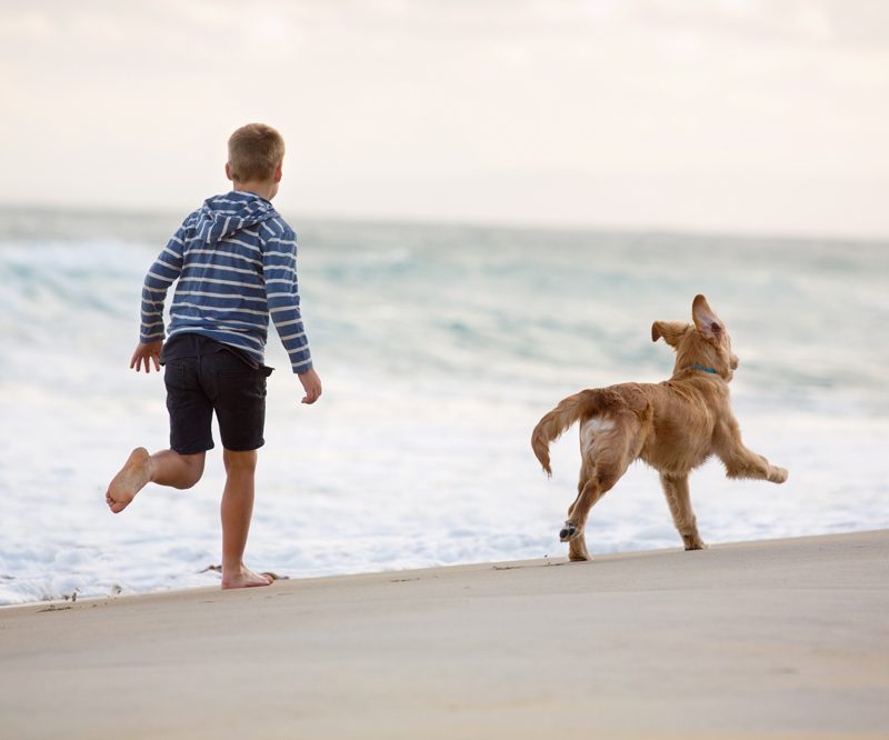 croydon-park-vet-beach-dog