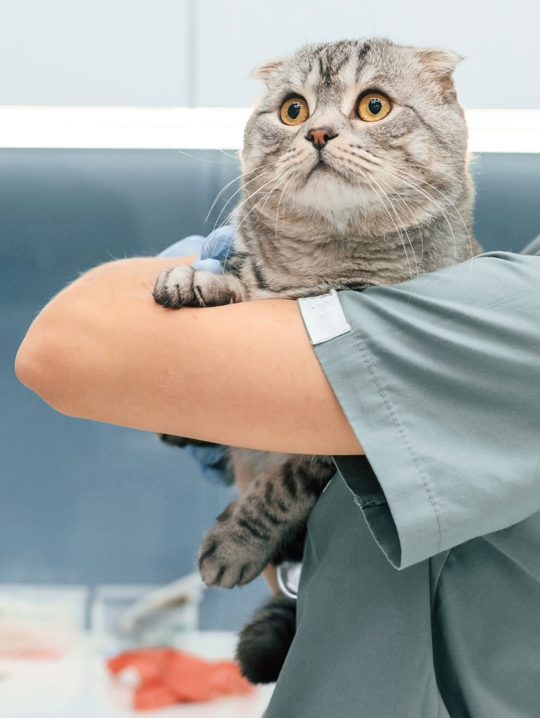 croydon-park-vet-clinic-cat