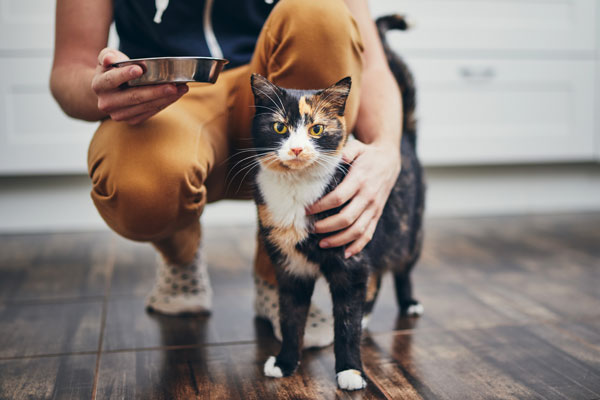 croydon-park-vet-clinic-feeding-cat