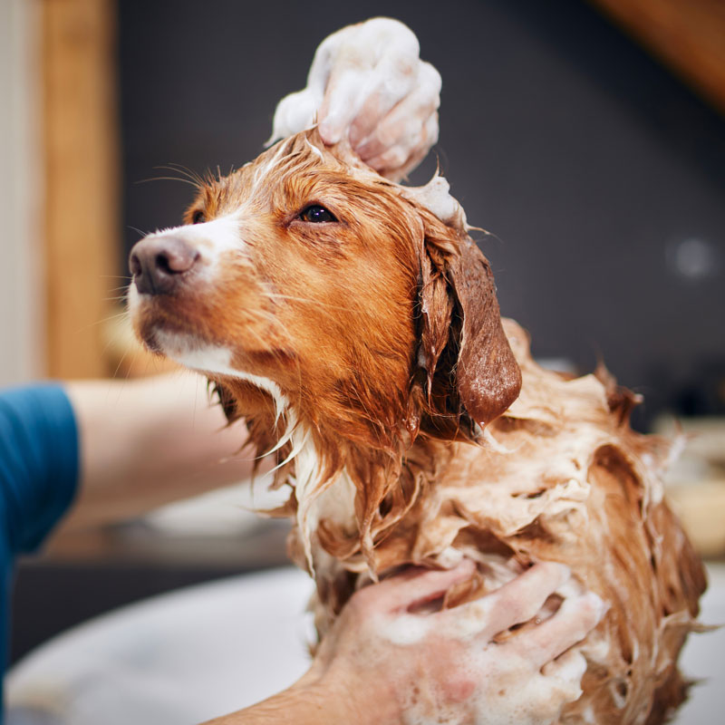 croydon-park-vet-pre-surgery-dog-bath