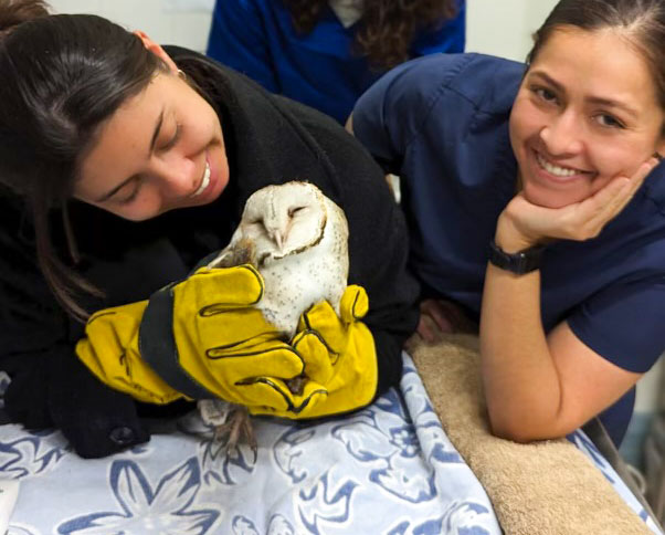 croydon-park-vet-clinic-wildlife-care